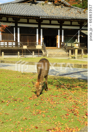 秋の東大寺三月堂 紅葉と鹿 秋の東大寺三月堂 紅葉と鹿 66863937