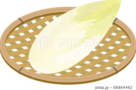 チコリー かご盛りイラスト チコリー かご盛りイラスト 66864462