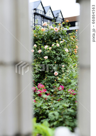 薔薇園 薔薇園 66864563