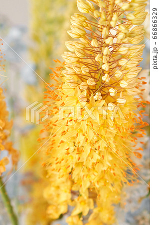 Eremurus flowering ornamental plant, beautiful yellow orange foxtail lily flowers in bloom, Desert Candle flower. Floristry concept. Spring colors 66866329