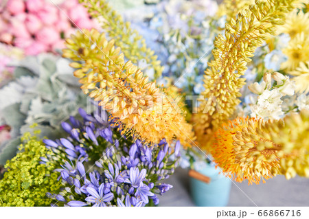 Eremurus flowering ornamental plant, beautiful yellow orange foxtail lily flowers in bloom, Desert Candle flower. Floristry concept. Spring colors 66866716