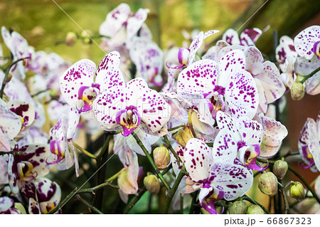 Blooming orchids in the greenhouse. Colored Orchid flowers grow in a tropical winter garden. Blooming orchids in the greenhouse. Colored Orchid flowers grow in a tropical winter garden. 66867323