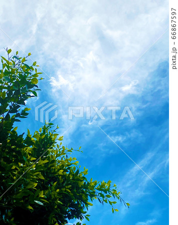 青空　雲　自然　空　空と新緑　青い空　カリフォルニアの空 66867597