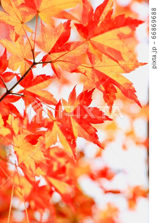 紅葉　秋　自然　木 66869688