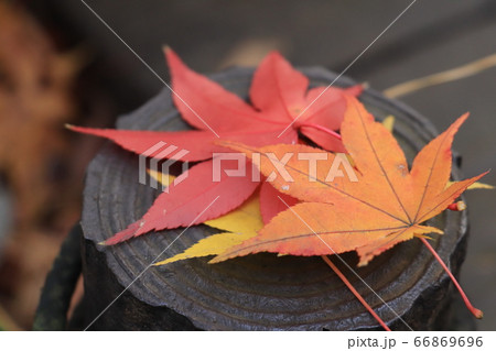 紅葉 枯れ葉 落ち葉 秋 秋イメージ 葉の写真素材