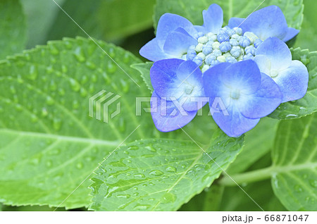 雨上がりの紫陽花(ガクアジサイ) 雨上がりの紫陽花(ガクアジサイ) 66871047