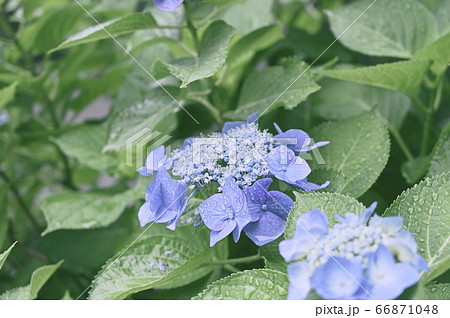 雨上がりの紫陽花(ガクアジサイ) 雨上がりの紫陽花(ガクアジサイ) 66871048