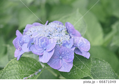 雨上がりの紫陽花(ガクアジサイ) 雨上がりの紫陽花(ガクアジサイ) 66871049