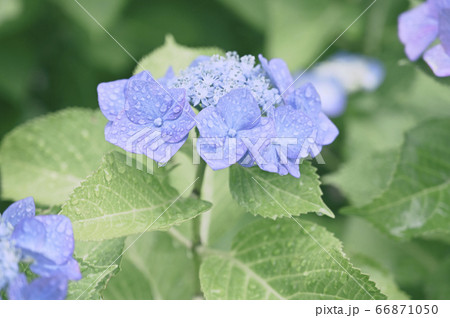 雨上がりの紫陽花 ガクアジサイ の写真素材