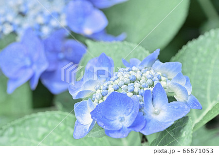 雨上がりの紫陽花 ガクアジサイ の写真素材