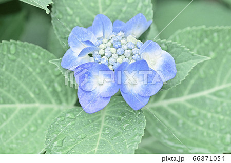 雨上がりの紫陽花 ガクアジサイ の写真素材