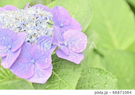 雨上がりの紫陽花 ガクアジサイ の写真素材