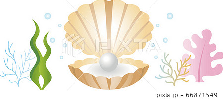 夏 南国 トロピカル 貝 真珠 イラスト素材のイラスト素材