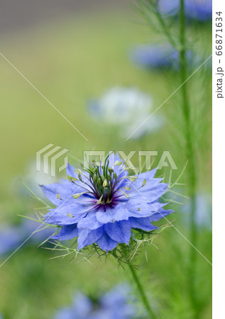 満開期のニゲラ クロタネソウ の花の写真素材