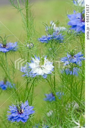 満開期のニゲラ（クロタネソウ）の花 66871637
