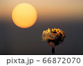 Abstract mystical background with unusual animals at sunset. Fantastic images and symbols. Tree 66872070