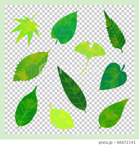 いろいろな葉っぱ (ベクター版) いろいろな葉っぱ (ベクター版) 66872141