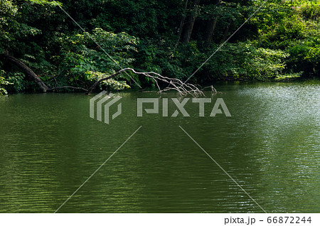 水辺の自然の風景 水面と枯れ枝と森 c-1 水辺の自然の風景 水面と枯れ枝と森 c-1 66872244