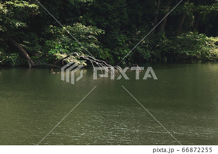 水辺の自然の風景 水面と枯れ枝と森　d-3 フィルム調2 66872255