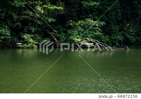 水辺の自然の風景 水面と枯れ枝と森 e-1 水辺の自然の風景 水面と枯れ枝と森 e-1 66872256