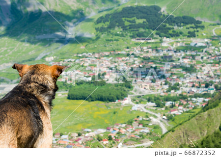 ツミンダサメバ教会から町を見下ろす犬　ジョージア（グルジア）カズベギ 66872352