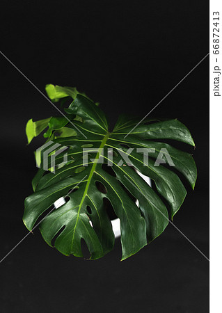 A tree with a plant pot in the house, dark 66872413