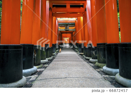 京都府京都市伏見区深草にある伏見稲荷大社の千本鳥居を歩く猫の写真素材