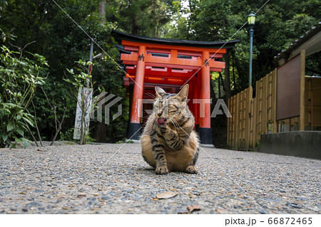 京都府京都市伏見区深草にある伏見稲荷大社の千本鳥居に佇む猫の写真素材