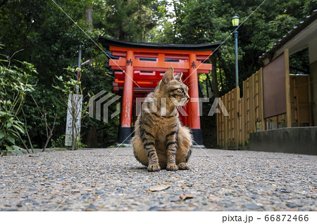 京都府京都市伏見区深草にある伏見稲荷大社の千本鳥居に佇む猫の写真素材