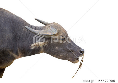 Water buffalo head profile view over white Water buffalo head profile view over white 66872906