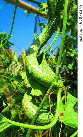 ヘビウリ(蛇瓜) ヘビウリ(蛇瓜) 66873245