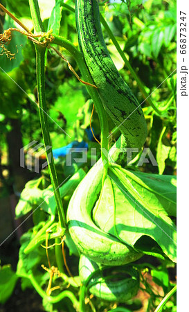 ヘビウリ(蛇瓜) ヘビウリ(蛇瓜) 66873247