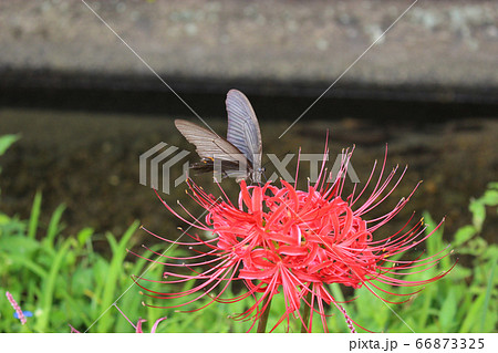 彼岸花の蜜を吸うカラスアゲハ 66873325
