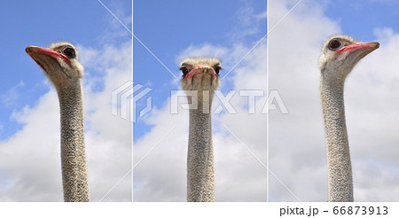 Ostrich heads with blue sky background Ostrich heads with blue sky background 66873913