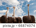African ostriches on blue sky background 66874074