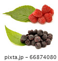 Blackberries and raspberries with green leaf 66874080