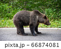 Brown bear standing on a road. Wild animal on road 66874081