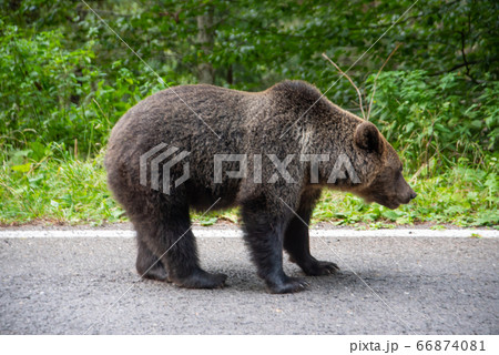 Brown bear standing on a road. Wild animal on road 66874081