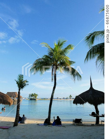 フィリピン・セブ島　癒しのビーチとヤシの木 66875600