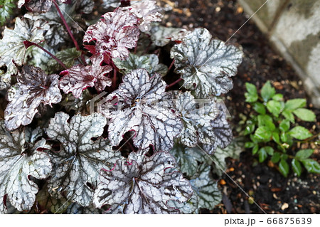 ヒューケラ　シルバーデューク 66875639