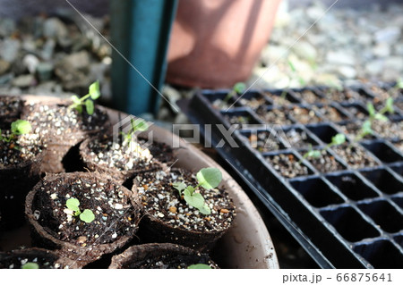 ビオラ 種から育成中 ビオラ 種から育成中 66875641