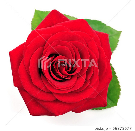 red rose red rose 66875677