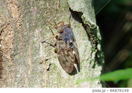 アブラゼミ 66876149