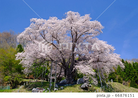 越代の桜 越代の桜 66876151
