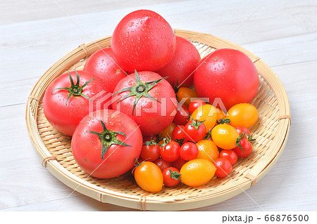 トマトとミニトマト、赤と黄色。野菜収穫のイメージ。 トマトとミニトマト、赤と黄色。野菜収穫のイメージ。 66876500