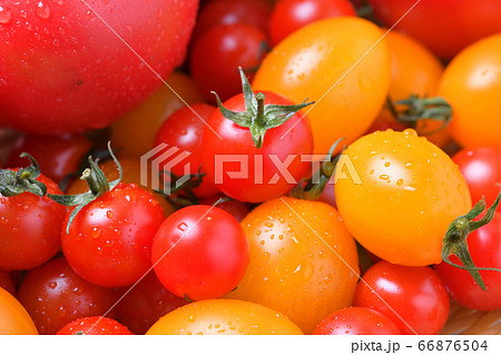 トマトとミニトマト、赤と黄色。野菜収穫のイメージ。 66876504