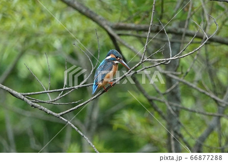 平岡公園のカワセミ 66877288