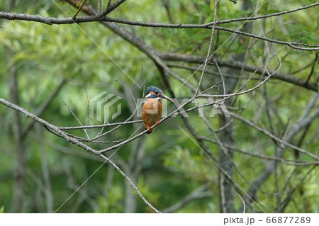平岡公園のカワセミ 66877289