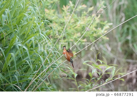 平岡公園のカワセミ 平岡公園のカワセミ 66877291