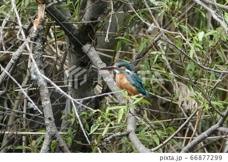 平岡公園のカワセミ 平岡公園のカワセミ 66877299